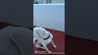 Rajapalayam dogs fun tamilnadu native breed dogs