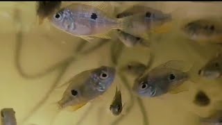 Ellioti cichlid fry growing up video log - Ellioti Cichlid FRY Fast Growth Explosion!