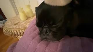 Brushing You & My Pug To Sleep! | Dog ASMR