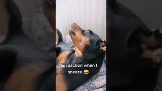 FIGO's reaction when I SNEEZE 😅 #dogs #minipinscher #miniaturepinscher