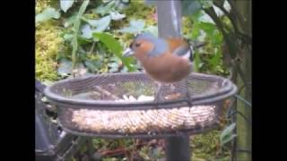 Chaffinches (Dec 2018)