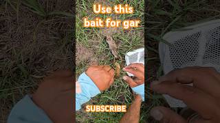 bait for gar!! #subscribe #alligatorgar #florida #fishing #fyp #viral #subscribe