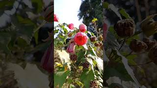 Beautiful Flower | Hislerim | Darjeeling Lover