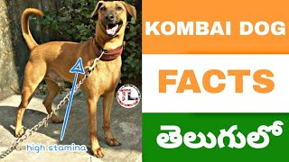 Kombai Dog Facts in Telugu | Taju logics