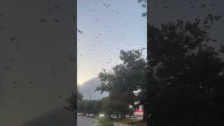 Driving thru a Purple Martin swarm