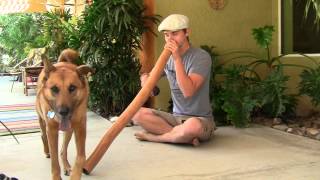 "Ancient Daze" Eucalyptus Didgeridoo by Roper Allanson