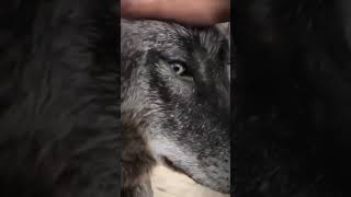 Petting a wolf dog