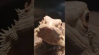 Adorable Bearded Dragon!