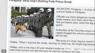 Barking Dog Foils Prison Escape