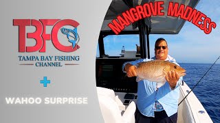 Mangrove Snapper Personal Best and a surprise visitor!!!