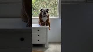 When your bulldog is mad at you