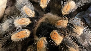 Do tarantulas have butt fangs??