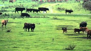 Heckrunderen bij Oostvaardersplassen