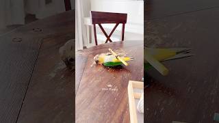 🤣😂😅Kung Fu Parrot 🥋🦜 | Baby Cheshire, the mischievous Caique