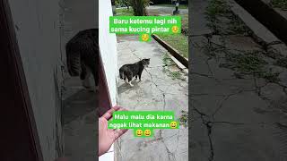 kucing hutan tapi bulunya bersih #catlover #cat #catvideos