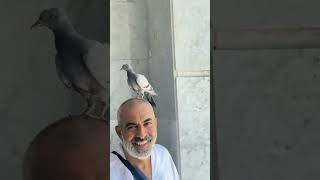 Subhanallah Pigeon on head pilgrims Hajj 2024/1445 #hajj #pigeon #makkah