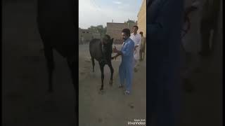 Beautiful Gora Dance Owner Mian Imtiaz Aslam Labana & Mian Alah Dita Labana District Pakptan part 23