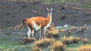 Doritos - "Snack Time in the Wild" - Crash the Superbowl 2014