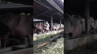 Sapi² besar-besar di kandang setia farm