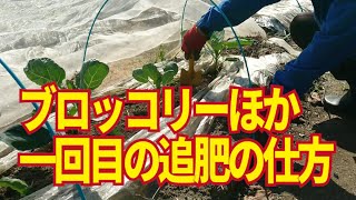 ブロッコリー追肥。定植後30日が一回目の追肥の目安です。株間に埋めるか株に沿って埋める。肥料は窒素成分の多い有機肥料がいい、ただし有機肥料は・・・。10/25