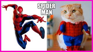 SUPER-HERÓIS COMO GATOS | SUPER-HERÓIS COMO CÃES | SUPER-HERÓIS COMO CRIANÇAS