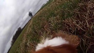 Test af GoPro kamera på mindre hund