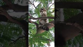 Koala Cats favorite place to spy on everyone at home #youtubeshorts #shorts