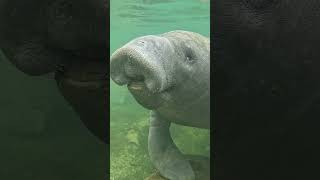 Ready for the adventure of a lifetime? Dive into our manatee swim tours today! 🐋🌊 #ExploreNature