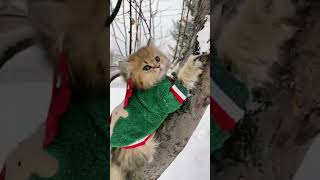 #shorts котята гуляют #video