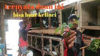 memanfaatkan pakan kelinci di sekitar kita pengganti rumput di musim penghujan