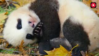 panda mother breeding her baby just like human beings.