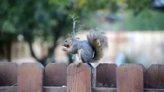 A Squirrel Having Lunch