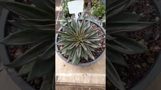 Echeveria Lutea