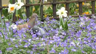 London Pigeons