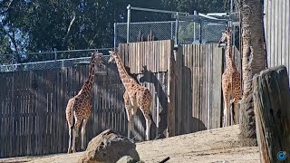 The LIVE video of giraffes at Oakland Zoo