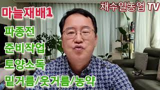 마늘재배방법과 마늘파종전 준비작업