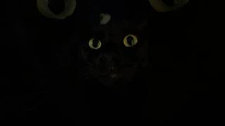 Stormy The Cat In The Haunted Mansion #shorts #cat #halloween