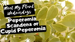 Meet My Plant | Peperomia Scandens 'variegata' or Cupid Peperomia | EP 04