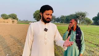 Importance of DAP fertiliser in wheat crop| Gandum ki fasal ma dap khad ki faiday