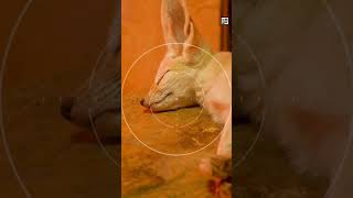 Quick Fennec Fox Facts - The Big-eared Family Man - Animal a Day #shorts #animals