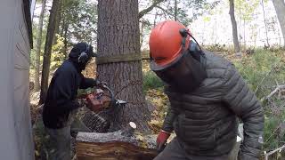 (8,000 views) tik tok took this video down. Said unsafe  Cutting wedge. using a chainsaw