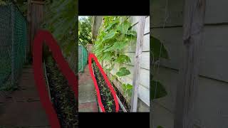 Cucumbers and chillies intercropping- change from cucumbers to chillies #canada #ontario #toronto