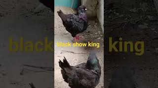 #pigeon #bd #bird #pigeonwings #kabootar #fancy #king #pet #shortvideo #shortsyoutube #bangladesh