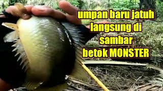 ENGAK NYANGKA!!! umpan baru jatuh langsung di sambar ikan besar|| Mancing betok monster