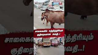 சாலைகளில் சுற்றித்திரியும் குதிரைகளால் அவதி..! |Erode|