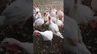 On a turkey farm