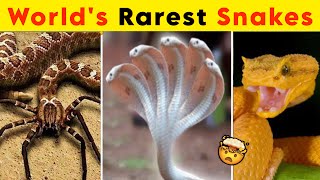 Top 10 Most Rarest Snakes in The World | Snake video