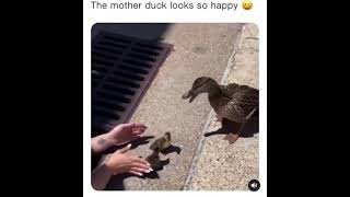 Happy Mother Duck