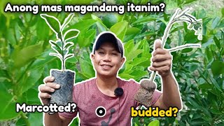 BUDDED O MARCOTTED, ANO BA ANG MAS MAGANDANG ITANIM? ,ANO NGA BA ANG NAAAKMA PARA SAYO?1