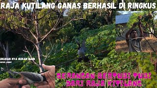 Raja burung kutilang ganas berhasil di ringkus